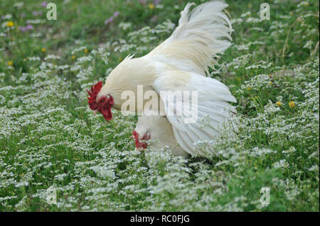 Hühner in freier Natur auf der Wiese Stockfoto