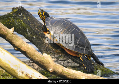 Eine Schildkröte ist auf einem Ast. Diese Amphibien können auf den Kofferraum stundenlang sitzen und genießen Sie die Wärme der Sonne. Stockfoto