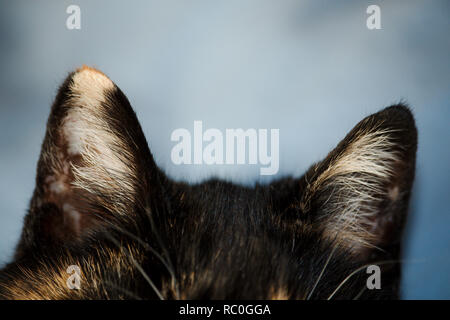 Eine Nahaufnahme von einer weißen Katze Ohr Stockfoto, Bild: 310822882