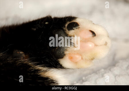 Nahaufnahme eines Katzen Pfote, die den einzelnen Pads Stockfoto