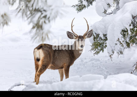 Maultierbock (Odocoileus hemionus) im Winterwald mit Schnee Stockfoto