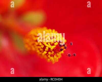 Hibiscus red in Wisley genommen Stockfoto
