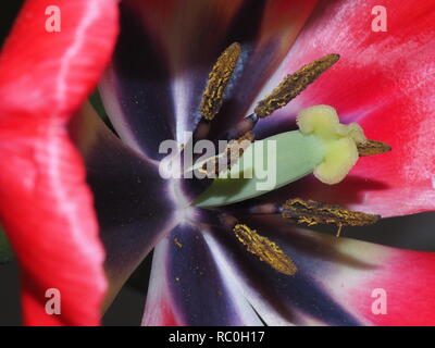 Tulpen am Pashley Manor Festival in East Sussex Stockfoto