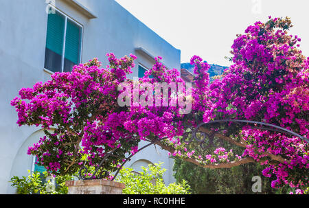 Bourgainvillea wächst über die Tore im Dorf von Anacapri auf der Insel Capri, Amalfi Küste, Italien Villa Stockfoto