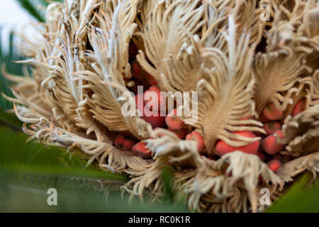 Nahaufnahme von cycas reproduktive Teile Steckkegel und Samen. Stockfoto