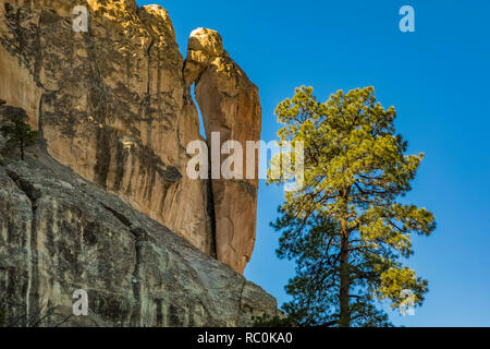 Ponderosa Kiefern, Pinus ponderosa, mit Specht Felsen entlang der Mesa Top Trails in El Morro National Monument, New Mexico, USA Stockfoto