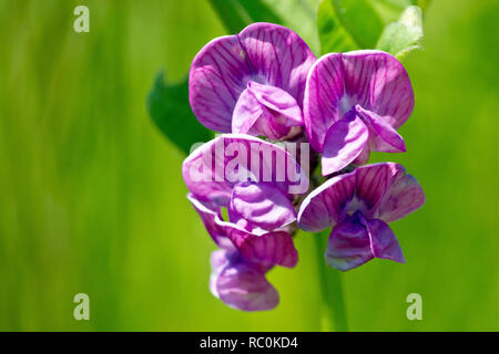 Bush Wicke (vicia Sepium), auch als Krähe - Erbsen bekannt, eine Nahaufnahme eines Clusters von Blumen. Stockfoto