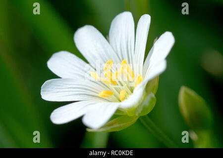 Mehr Sternmiere (Stellaria holostea), im Orte genannt Addierer Fleisch, eine Nahaufnahme von einem einsamen Blume mit der Knospe. Stockfoto