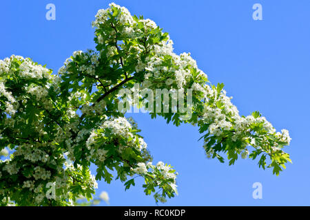 Weißdorn, Mai-Baum oder Weißdorn (Rosa moschata), ein Schuss von einem Zweig eines Baumes in voller Blüte vor einem blauen Himmel. Stockfoto