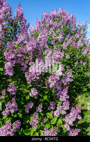Flieder, Syringa x nanceiana 'Floreal' Lilac Syringa Strauchgarten Stockfoto