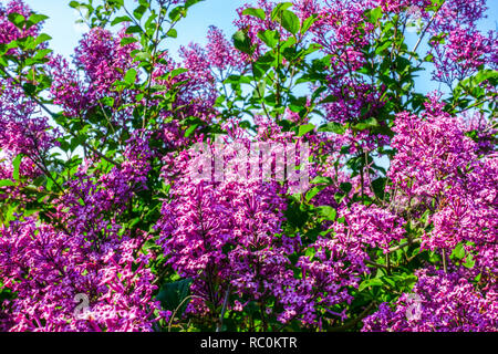 Weinend Flieder, Syringa pubescens 'George Eastman' Stockfoto