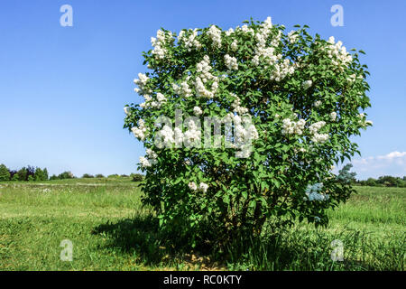 Weißer Flieder, Syringa vulgaris ' Madame Casimir Perier ' Strauch Garten Stockfoto