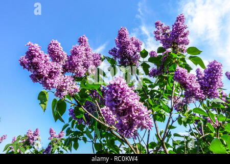 Flieder, Syringa vulgaris 'Violetta' Stockfoto