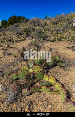Feigenkakteen, Opuntia sp., wachsen in einem dichten Natur Bett auf der Landspitze an der Mesa Top Trails in El Morro National Monument, New Mexico, U Stockfoto