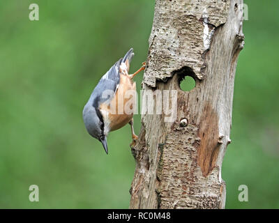 Kleiber (Sitta europaea) mit Dolch Bill in typischen akrobatischen Pose auf alten hölzernen Baumstamm mit einem Loch in Cumbria, England, Großbritannien Stockfoto