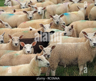Einzelne schwarze Schafe in einer großen gepresst herde weißer schafe an der Kamera in Cumbria, England, UK starrte Stockfoto