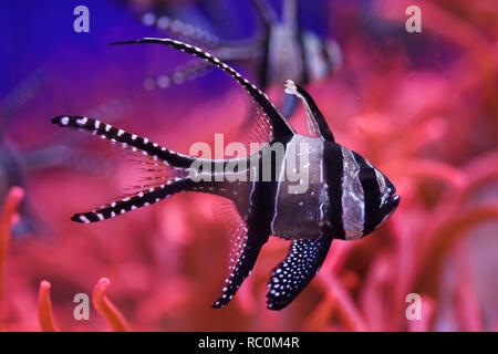 Banggai cardinalfish (Pterapogon kauderni). Tropische Fische. Stockfoto