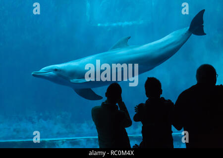 Genua, Italien, 22. MÄRZ 2016: Die Besucher beobachten, wie der gemeinsame große Tümmler (Tursiops truncatus) schwimmt im Aquarium in Genua, Ligurien, Italien. Stockfoto