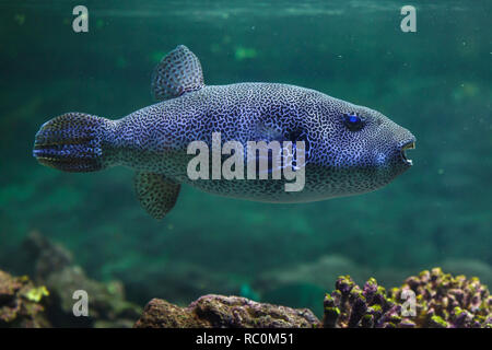 Stellate Puffer (Arothron stellatus), auch bekannt als die starry Krötenfisch. Stockfoto