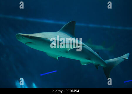 Sandbar shark (Carcharhinus plumbeus). Tropische Fische. Stockfoto