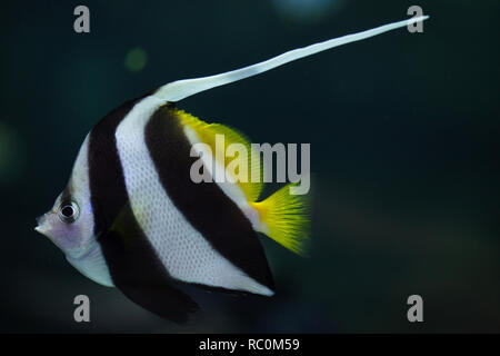 Wimpel Coralfish (Heniochus Acuminatus), auch bekannt als Riff Bannerfish oder Kutscher. Stockfoto