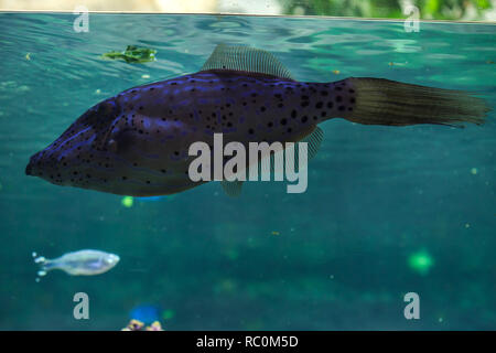 Scribbled filefish Lederjacke (Aluterus skriptingunterbrechung). Stockfoto