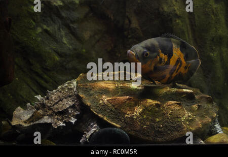 Oscar Fisch (Astronotus ocellatus) Schwimmen über den Mata Mata (Chelus fimbriata). Stockfoto