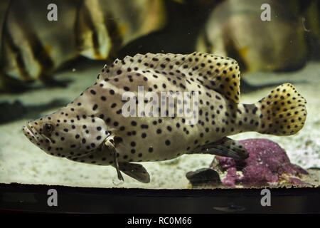 Buckel Grouper (Cromileptes Altivelis), auch bekannt als der Panther-Zackenbarsch. Stockfoto