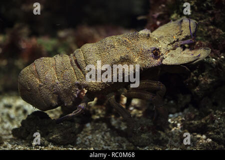 Mediterrane Bärenkrebs (Scyllarides Latus). Stockfoto