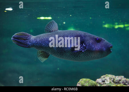 Stellate Puffer (Arothron stellatus), auch bekannt als die starry Krötenfisch. Stockfoto