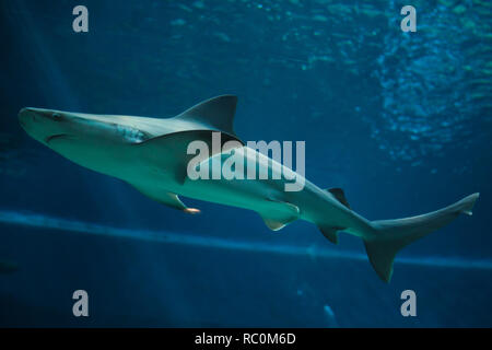 Sandbar shark (Carcharhinus plumbeus). Tropische Fische. Stockfoto