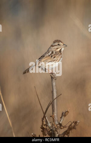 Singammer. Stockfoto