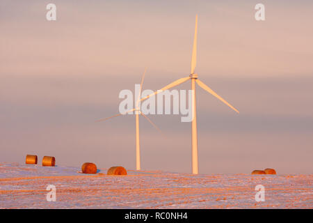 Windräder drehen sich in einer goldenen Alberta Feld mit Ballen und Schnee, Erzeugung sauberer Energie, während der Goldenen Stunde an einem Winterabend in Kanada. Stockfoto