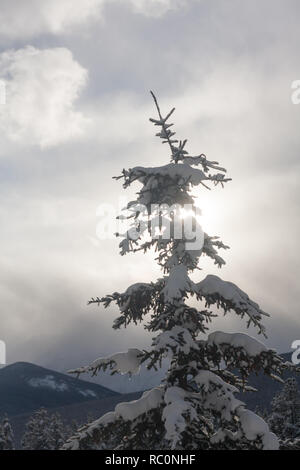 Sonnenlicht Peaks durch ein schneebedeckter Baum mit Wolken und Berge hinter im Winter Tag im malerischen Nationalpark Banff, Kanada. Stockfoto