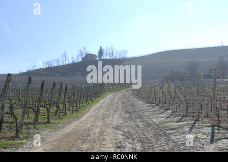 Weinberge auf den Hügeln der Langhe, Piemont - Italien Stockfoto