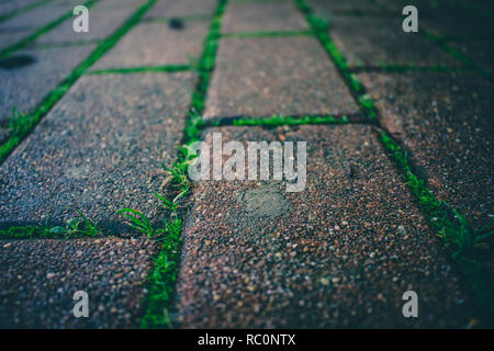 Brick Road. Gras und Moos wächst durch die Brick Road. Stockfoto
