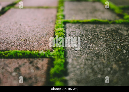 Brick Road. Gras und Moos wächst durch die Brick Road. Stockfoto