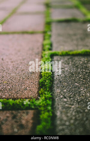 Brick Road. Gras und Moos wächst durch die Brick Road. Stockfoto