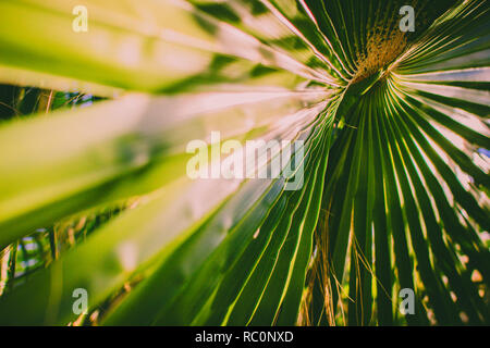 Palm Leaf. Palmenblättern, tropischen Hintergrund. Stockfoto