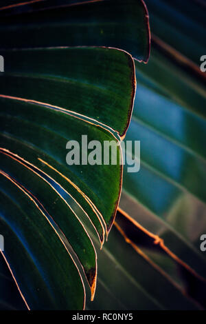 Palm Leaf. Palmenblättern, tropischen Hintergrund. Stockfoto
