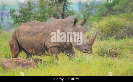 Eine nette männliche Stier White Rhino in Kruger National Park Stockfoto