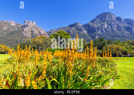 Gelbe Blumen und wunderschönen Bergen im Hintergrund im Kirstenbosch Botanischen Garten in Kapstadt Stockfoto