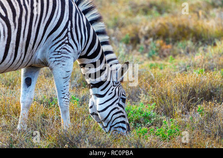 Zebra essen Gras in den Addo National Park, Südafrika Stockfoto