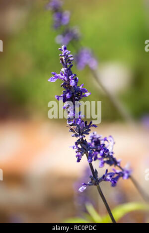 Salvia farinacea, oder mealycup Salbei, ein Mitglied der Familie Lamiaceae native auf den Südwesten der Vereinigten Staaten. Stockfoto