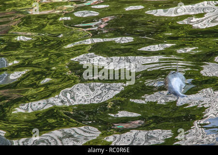 Tote Fische schwimmen im Abwasser Hintergrund. Stockfoto