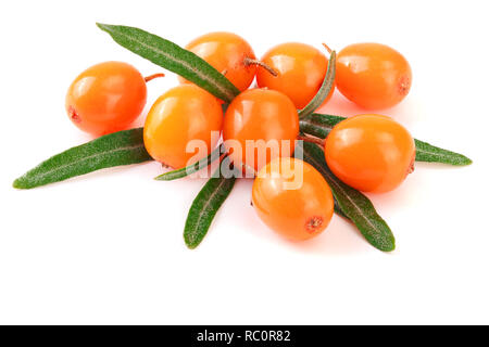 Sanddorn. Frische reife Beere mit Blättern auf weißem Hintergrund Makro isoliert. Stockfoto