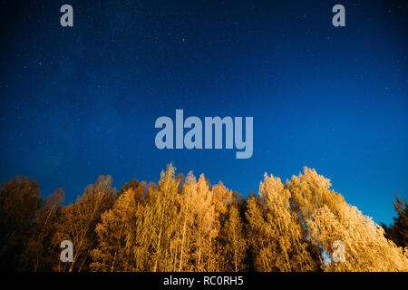 Nacht Sternenhimmel über Herbst Bäume im Wald. Leuchtende Sterne über den Wäldern. Stockfoto