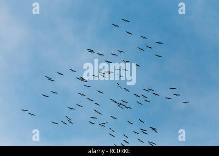 Belarus. Scharen von Kranichen oder Eurasische Kraniche fliegen In sonnigen blauen Herbsthimmel während ihrer Winter Migration. Gemeinsame Kran oder Grus Grus. Stockfoto