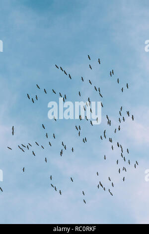 Belarus. Scharen von Kranichen oder Eurasische Kraniche fliegen In sonnigen blauen Herbsthimmel während ihrer Winter Migration. Gemeinsame Kran oder Grus Grus. Stockfoto