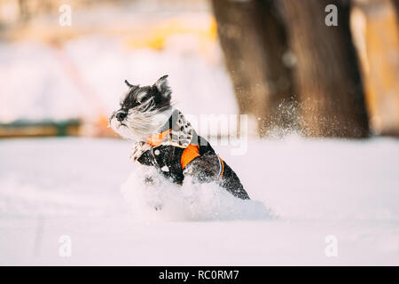 Zwergschnauzer Hund oder Zwergschnauzer In Outfit sitzen Spielen schnelles Laufen im Schnee im Winter. Stockfoto